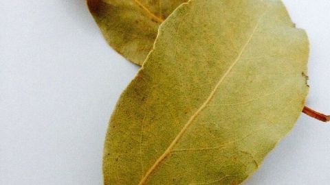Lorbeerblätter liegen auf einer weißen Oberfläche und zeigen ihre grüne Farbe und ovale Form, ideal gegen Schlaflosigkeit.
