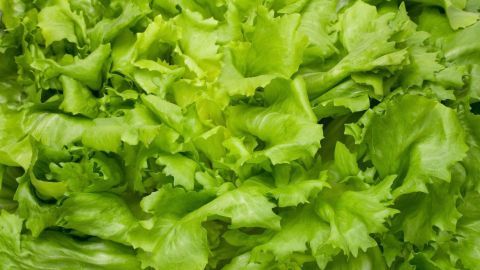 Frischer Endiviensalat liegt in einer bunten Schüssel, bereit zum Verfeinern mit einer perfekten Salatsoße.