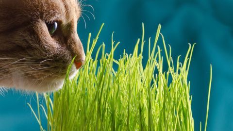 Eine Katze schnuppert neugierig an frischem Katzengras, das in lebendigem Grün auf einem türkisfarbenen Hintergrund wächst.
