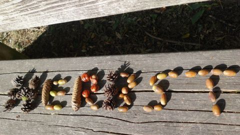 Auf einer Holzfläche sind verschiedene Naturmaterialien in Form des Wortes „HERBST“ angeordnet, umgeben von Grün.