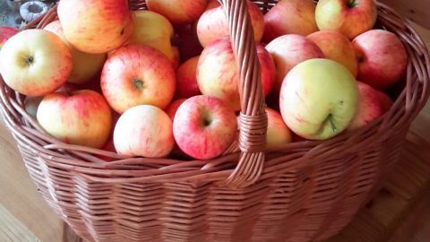 Ein Korb voller leuchtend roter und grüner Äpfel liegt auf einem Holztisch, bereit zur Verarbeitung für selbstgemachtes Apfelmus.