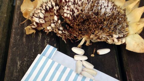 Eine getrocknete Sonnenblume liegt auf einem Tisch, während die Samen daneben auf ein gestreiftes Tütchen verteilt sind.