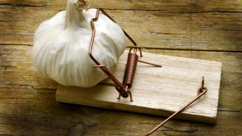 Knoblauchfahne im Griff: Mit diesen Tipps aus dem Artikel bekämpfst du unangenehmen Geruch nach dem Genuss von Knoblauch.