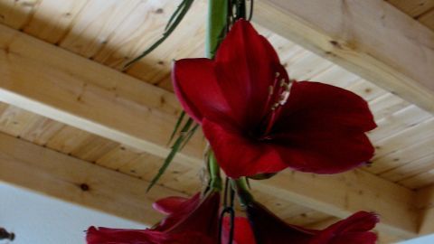 Rote Amaryllisblüten hängen kopfüber an einer Kette, umgeben von Holzbalkendecke in einem gemütlichen Raum.