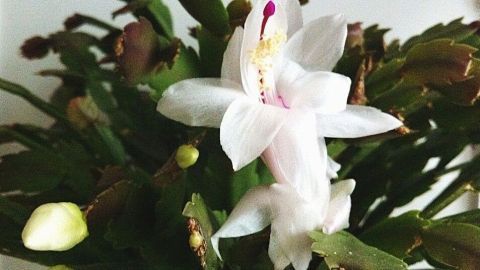 Ein blühender Weihnachtskaktus entfaltet weiße Blüten in einem minimalistisch dekorierten Raum. Keine erkennbaren Texte.