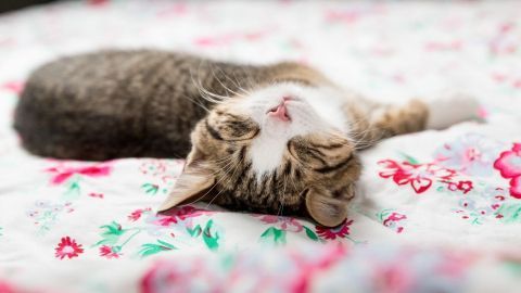 Katze schläft entspannt auf einem bunten, blumigen Bettbezug, ideal für Artikel über Tierhaare entfernen.