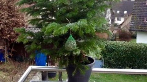 Ein Weihnachtsbaum steht in einem Topf auf einem Balkon, geschmückt mit Futter für Vögel, umgeben von einer grünen Landschaft.