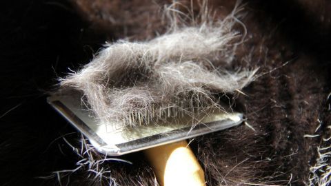 Katzenhaare mit einem Nylonstrumpf von Kleidung, Sofa usw. entfernen. Ein Tierhaarbürste entfernt Haare von einem Haustier in einem hellen, weichen Fell. Der Fokus liegt auf dem Haarball.