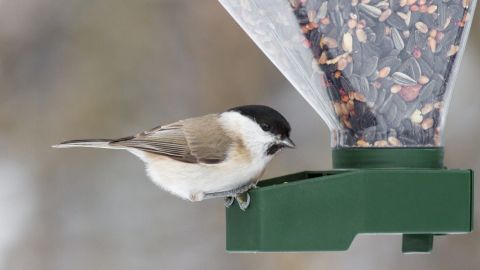Ein kleiner Vogel sitzt an einem Futterspender und pickt nach Futter, um sich im Winter zu ernähren.
