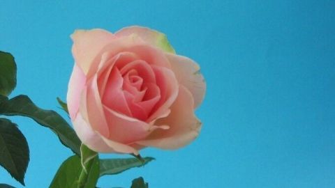 Eine rosafarbene Blume steht aufrecht, während sie vor einem hellblauen Hintergrund angestrahlt wird. Ideal für Postkarten.