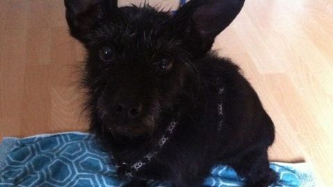 Ein schwarzer Hund sitzt auf einem blauen Tuch und schaut auf ein offenes Glas Kokosöl, bereit zur Pflege.