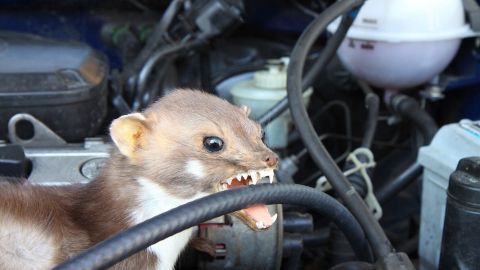 Marder kann man mit diesem Tipp vom Fahrzeug fernhalten Ein Marder sitzt unter der Motorhaube eines Fahrzeugs und beißt in ein Kabel. Das Auto ist von technischen Komponenten umgeben.