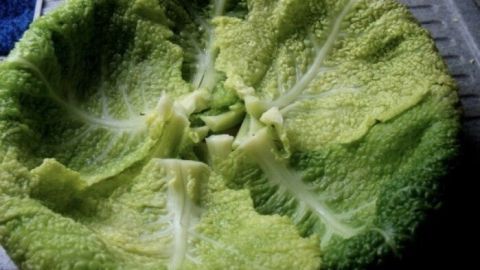Ein Kopf Wirsingkohl liegt auf einer Oberfläche und wartet darauf, für einen gefüllten Wirsingkohl-Auflauf zubereitet zu werden.