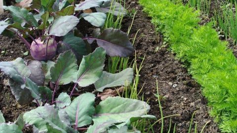 Lila Gemüse und grüne Karottenpflanzen wachsen in parallelen Reihen in einem strukturierenden Gartenbeet.