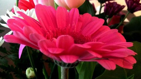 Eine leuchtend pinke Gerbera blüht strahlend inmitten von bunten Tulpen und anderen Blumen in einer fröhlichen Vase.