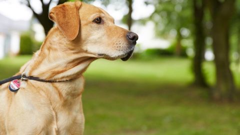 Ein gelber Hund steht an der Leine und schaut aufmerksam in die Umgebung, umgeben von grünem Gras und Bäumen.