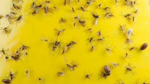 Trauermücken radikal dezimieren