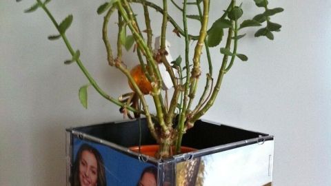 Ein viereckiger Blumentopf aus alten CD-Hüllen, der eine Pflanze hält und mit Fotos verziert ist, steht auf einem Tisch.