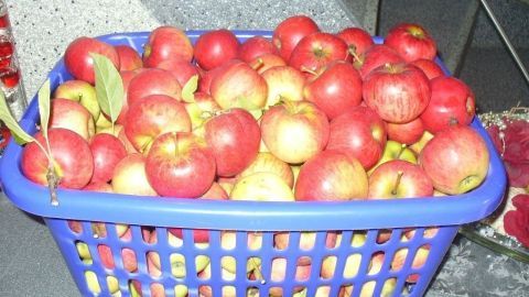Ein Wäschekorb voller roter Äpfel steht auf einer Arbeitsfläche, bereit zur Lagerung und zum späteren Anbau.