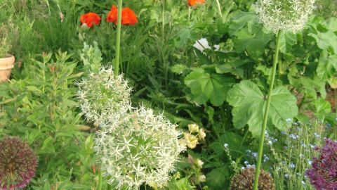 Helle Blumen stehen in einem grünen Garten, umgeben von vielfältigen Pflanzen und bunten Blüten, die naturbelassen wirken.