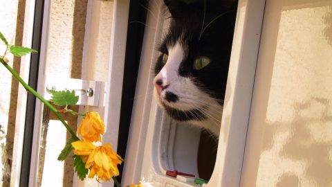 Eine schwarz-weiße Katze schaut neugierig durch eine Katzenklappe, umgeben von gelben Blumen im Außenbereich.