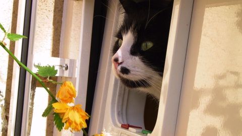 Katzenklappe reinigen