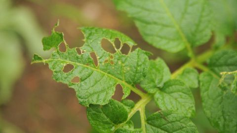 Fraßspuren im Garten: Schädlinge erkennen und bekämpfen