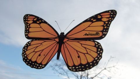 Ein Schmetterling schwebt ruhig vor einem hellen Himmel, während er die Umgebung mit seinen bunten Flügeln schmückt.