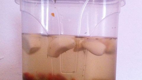 Ein transparenter Behälter mit Essiggurkenwasser steht auf einem Tisch, gefüllt mit Gewürzen und Gurkenstücken.