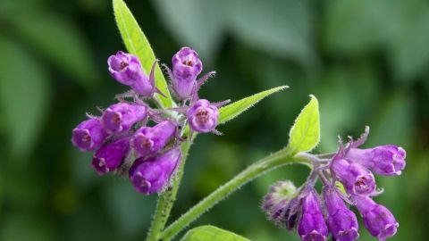 Violette Heilpflanzen blühen an einem grünen Wegesrand, umgeben von saftigem Laub im Sonnenlicht.