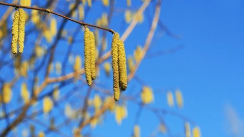 Gelbe Blütenstände hängen von einem Ast, während sie im blauen Himmel der Frühlingszeit Pollen für Heuschnupfen produzieren.