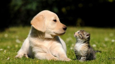 Ein süßer Hund und eine kleine Katze sitzen im Gras und schauen sich neugierig an, ideal für die Haustierhaltung.