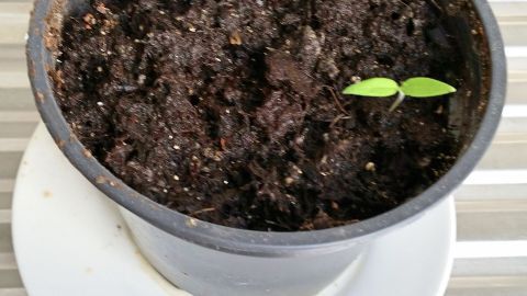 Ein schwarzer Blumentopf mit Erde enthält zwei kleine Tomatensetzlinge, die gerade aus dem Boden sprießen, auf einem Teller.