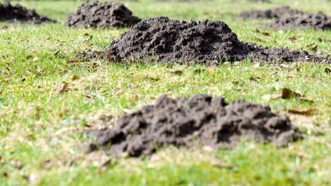 Erdhaufen blitzen auf dem Rasen, was auf die Aktivität von Maulwürfen hinweist, die dort graben und wühlen.