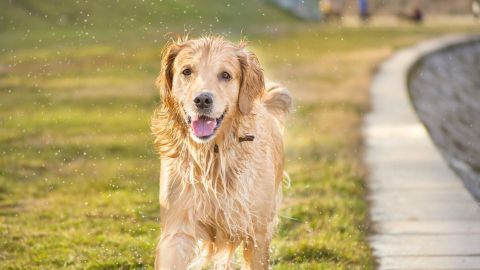 Ein fröhlicher Hund läuft auf einem Gehweg, umgeben von grünem Gras, während er sprudelndes Wasser versprüht.