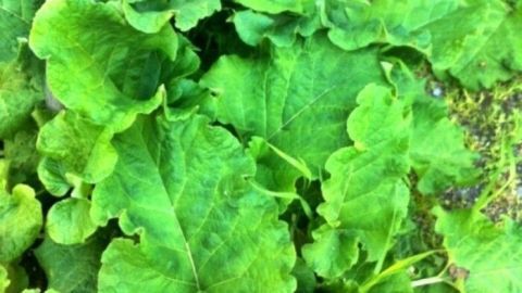 Große, grüne Klette-Blätter wachsen üppig im Garten, umgeben von anderem Pflanzenbewuchs und gelben Blumen.