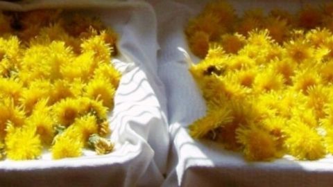 Gelbe Löwenzahnblüten sind auf zwei weißen Tüchern ausgebreitet, um sie zur Bekämpfung von Krabbeltierchen vorzubereiten.