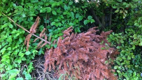 Ein abgestorbener Weihnachtsbaum liegt zwischen grünen Sträuchern und verwildertem Gras, bereit zur Entsorgung.