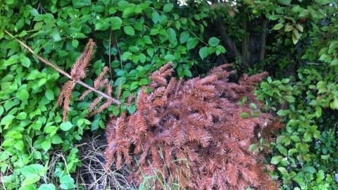 Weihnachtsbaum nach Weihnachten verschenken