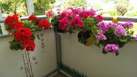 Geranienblätter in leuchtenden Farben hängen über dem Balkon, während die Sonne den Raum erhellt und eine fröhliche Atmosphäre schafft.