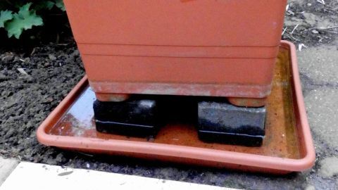 Ein Blumentopf steht auf einem Untersetzer, um Pflanzen vor Nacktschnecken zu schützen. Umgeben von grünem Gemüse.