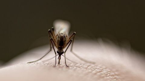 Eine Stechmücke sitzt auf einer menschlichen Hautoberfläche und saugt Blut in einem unscharfen, dunklen Hintergrund.