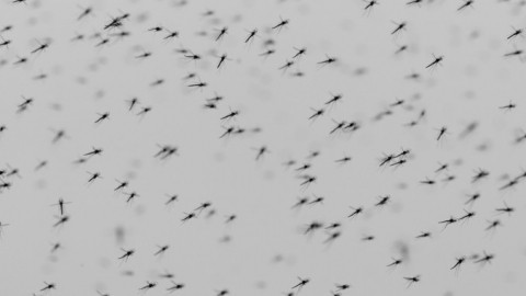 Mückenplage: Wie schützt man sich vor Stichen?