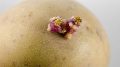 Eine Kartoffel mit grünen und lila Wucherungen zeigt, dass sie natürliche Gifte enthalten kann, die gesundheitsschädlich sind.