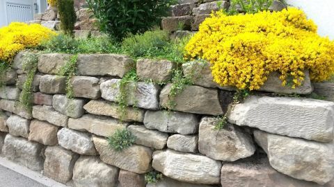 Eine Trockenmauer aus Steinen unterstützt von gelben Blumen, die im Garten fröhlich blühen und das Landschaftsbild bereichern.