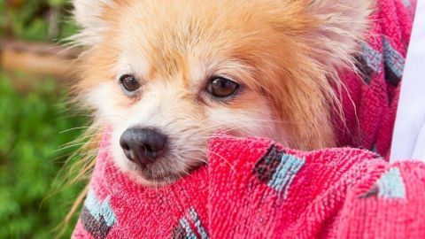 Ein kleiner Hund mit flauschigem Fell wird in ein rotes Handtuch gewickelt und schaut neugierig in die Umgebung.