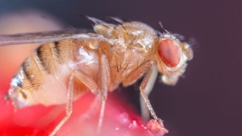 Eine Fruchtfliege sitzt auf einer roten Frucht und scheint zu fressen, umgeben von einem unscharfen, dunklen Hintergrund.