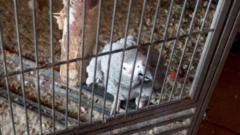 Ein grauer Vogel sitzt in einem offenen Vogelkäfig und schaut um sich, umgeben von Holz und etwas Streu auf dem Boden.
