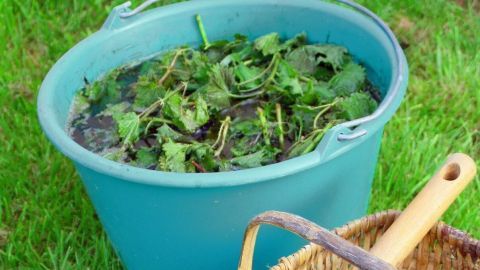 Ein blauer Eimer mit Pflanzenjauche steht auf grünem Gras, umgeben von einem Korb mit Gartenabfällen und einem Gartenwerkzeug.