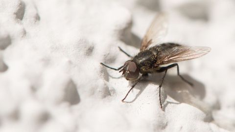 Eine Fliege krabbelt auf einer hellen, texturierten Oberfläche und sucht nach Nahrung in ihrer Umgebung.